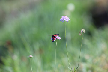 Schmetterling auf lila Bergblume in der Sonne