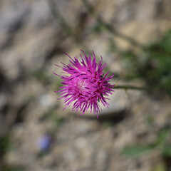Lila Bergblume vor hellem Hintergrund in der Sonne