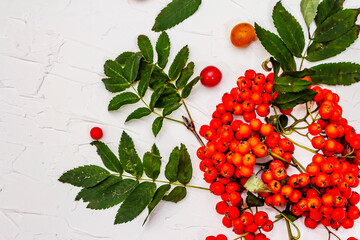 Ripe rowan berries and cherry plum fruits