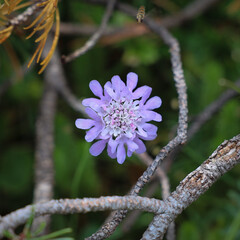 blaue Bergblume vor dunklem Hintergrund in der Sonne