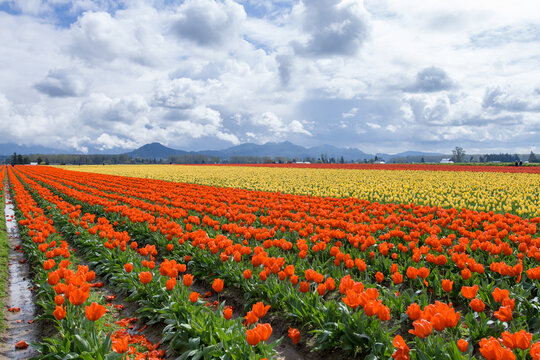 Rows of red and yellow tulips in a field with thunderous clouds