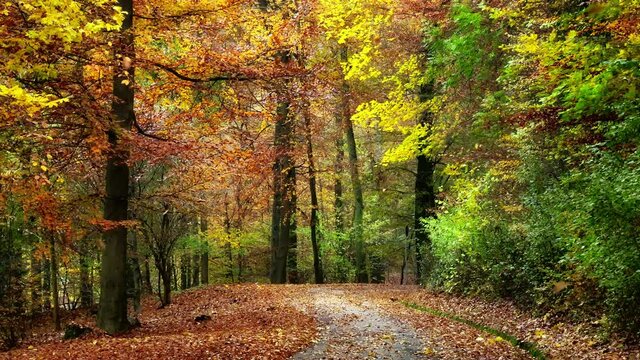 Gently moving on a path through a deciduous forest or park in autumn with colorful foliage on trees and falling with the wind