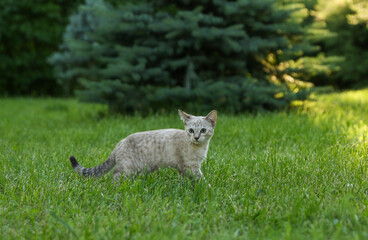 Obraz premium brown kitten walking on grass outdoor in summer