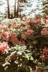 Closeup of beautiful pink rhododendron flowers bloom bush. Summer floral foliage composition