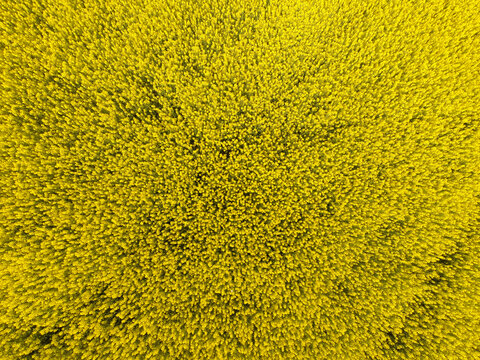 Aerial view of colza fields.