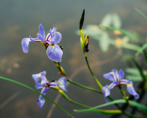Native plant blue flag purple blooms lakeside in Minnesota