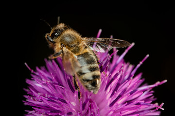 bee on a pink flower