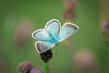 Close up Macro photo of a Chalk Hill Blue (Polyommatus Coridon) butterfly.