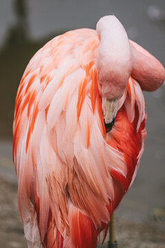 flamingo cleaning its plumage
