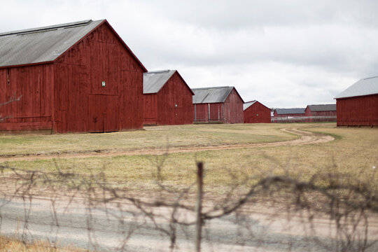 Tabacco Barns in Fall