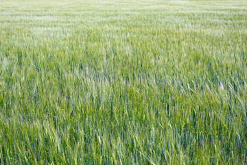 A field with young wheat in the countryside. Natural green background.
