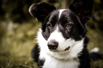 Adorable portrait of amazing young Corgi during sunset in grass. She is happy dog.