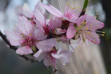 peach tree blossom
