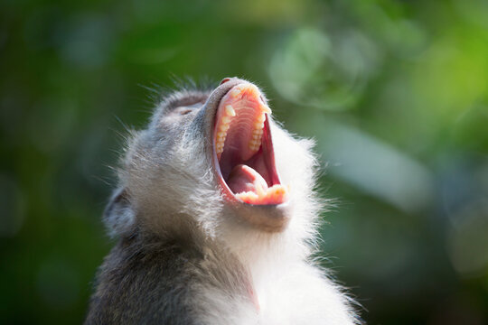Monkey yawning with open mouth
