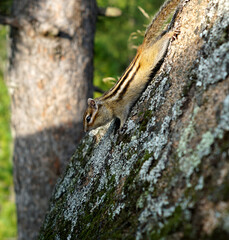 curious striped Chipmunk sitting on a rock