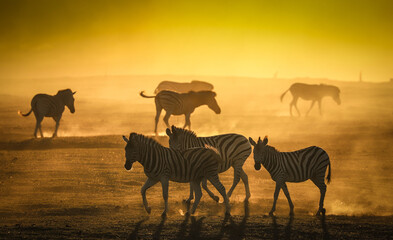 Zebra Silhouette herd