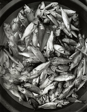 bucket full of small fish