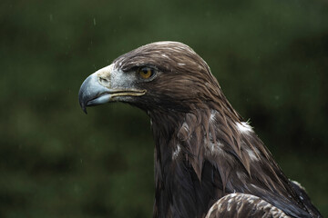 Golden Eagle