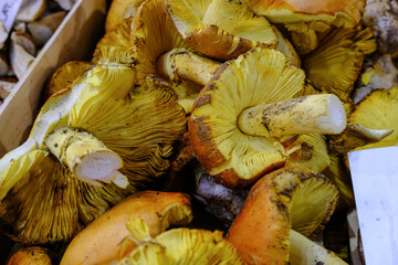Mushrooms in a wooden box at the farmers market. a white sign in Italian says the name of the mushrooms and the price in euros. selective focus