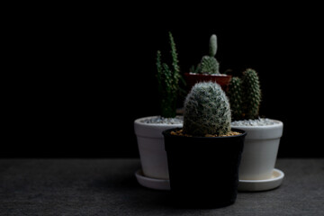 Small garden in house, Cactus on desk at night, Copy-space.