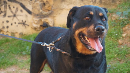 Rottweiler Joven y apuesto
