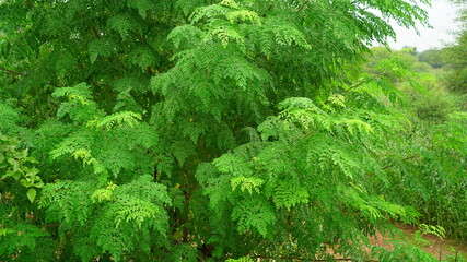 Amazing bright greenish leaves of Sahjan or Moringa tree.