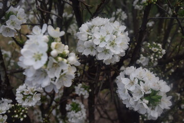 White Flowers
