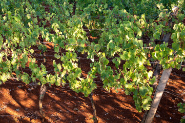 Rows with grape plants on vineyards growing on red soil in Lazio, South of Italy
