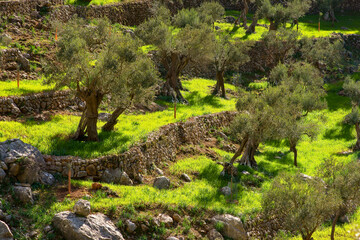 Olivar de Sa Serra de Son Moragues. Valldemossa.Tramuntana.Mallorca.Baleares .España.