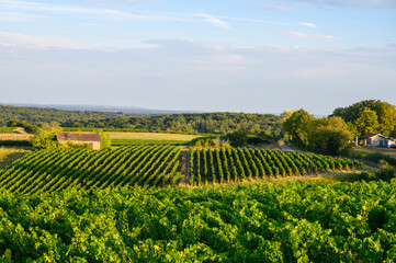 Green vineyards located on hills of  Jura French region ready to harvest and making red, white and special jaune wine, France