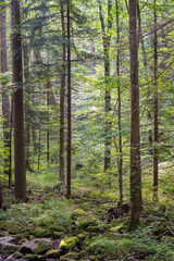 Summer in the Forest