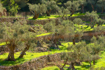 Olivar de Sa Serra de Son Moragues. Valldemossa.Tramuntana.Mallorca.Baleares .España.