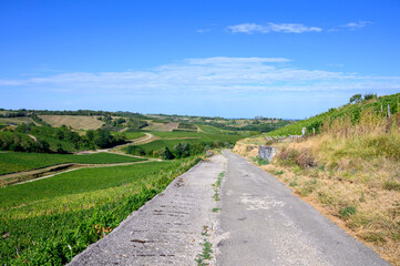 Fototapeta premium Green vineyards located on hills of Jura French region ready to harvest and making red, white and special jaune wine, France