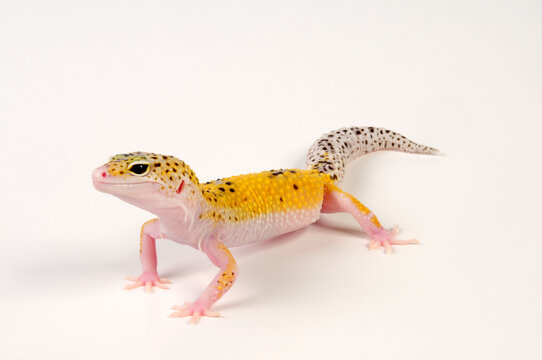 Leopard gecko / Leopardgecko (Eublepharis macularius) - white yellow eclipse