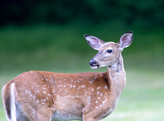 Deer on the Lawn