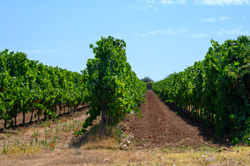 Fototapeta na wymiar Rows with grape plants on vineyards in Castelli Romani, Lazio, Italy