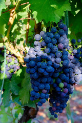 Obraz premium Ripe red grapes growing on vineyards in Campania, South of Italy used for making red wine