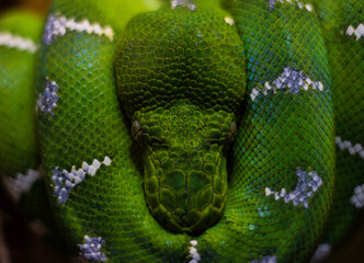 Emerald Tree Boa Green Face Closeup Sleeping On Tree Coiled And Isolated