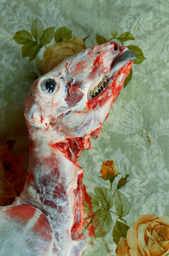 Slaughtered lamb on colored oilcloth