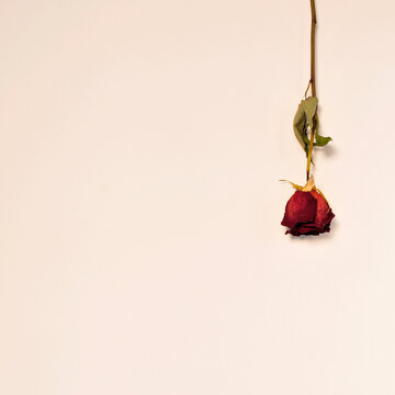 dried red rose