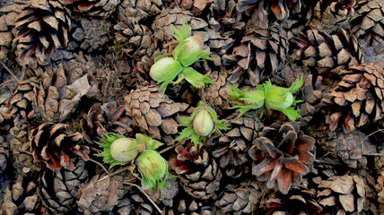 Pine nuts on pine cones