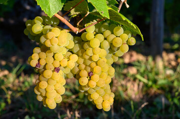 Green vineyards located on hills of  Jura French region, white savagnin grapes ready to harvest and...