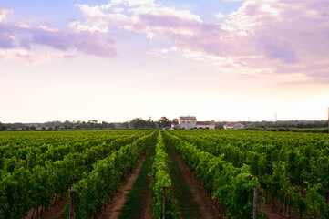Rows with grape plants on vineyards in Campania, South of Italy - obrazy, fototapety, plakaty