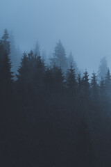 Dramatic view of a dark moody pine, spruce and fir forest over which steam floats during a magical misty morning. Close-up of a mysterious autumn forest with the tops of the trees shrouded in fog.
