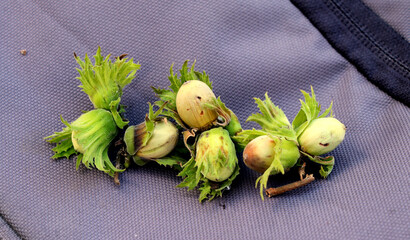 Pine nuts close up on fabric