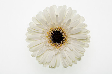 A white flower on white background