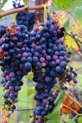 Ripe red grapes growing on vineyards in Campania, South of Italy used for making red wine
