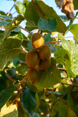 Golden or green kiwi fruits hanging on kiwi tree in orchard in Italy