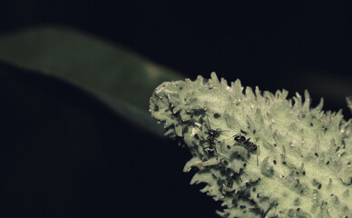 Ants on the fruit of a plant on a dark night