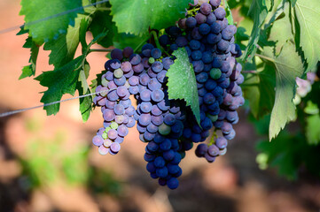 Ripe red grapes growing on vineyards in Campania, South of Italy used for making red wine
